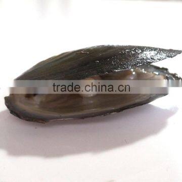 freshwater pearl mussel in deep water with a 7.5-8.5mm round pearl vacuumize