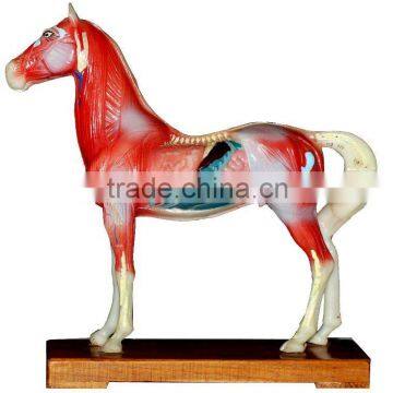 Acupuncture horse model