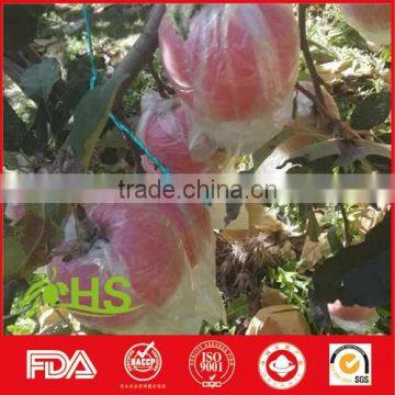 High Quality And Inexpensive Fresh Fuji Apples photo-2