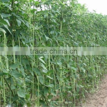 High Disease Resistance High Yield Cowpea Seeds Yard Long Bean Seeds For Growing