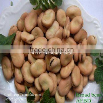 dry horse beans kernel