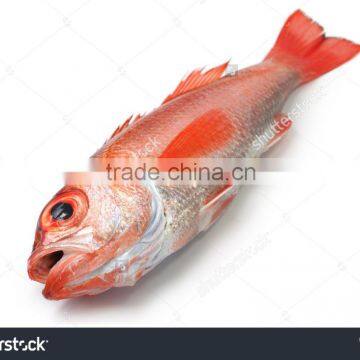 Sea Perch