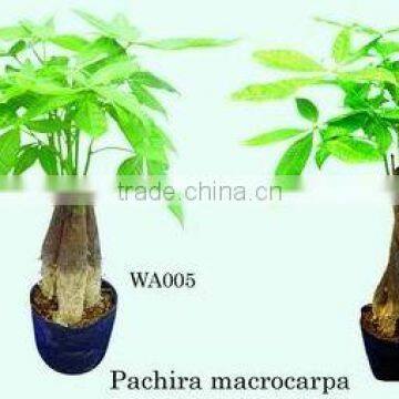 Bonsai Pachira Macrocarpa