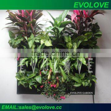 Self watering wall vertical garden