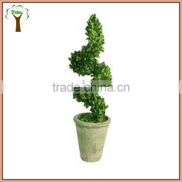 potted spiral preserved boxwood plant