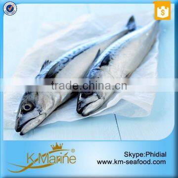 China Seafood Export Frozen Pacific Mackerel photo-3