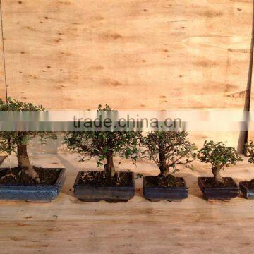 Ulmus ( Chinese Elm) bonsai tree ball shape