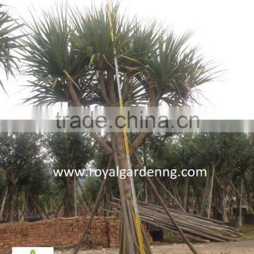 Pandanus Utilis High 4-5m Landscaping Tree photo-6