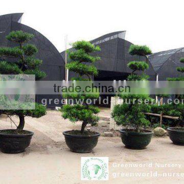 podocarpus macrophyllus bonsai trees