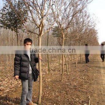 lagerstroemia indica high trunk 2.2m