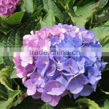 Hot Sale Fresh Cut Flower Hydrangea for Wedding Decoration photo-3