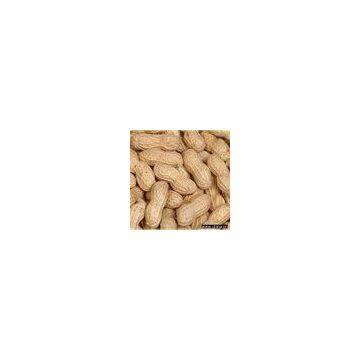 Sell Salted & Roasted Peanut in Shell