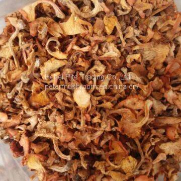 Dried Chanterelle