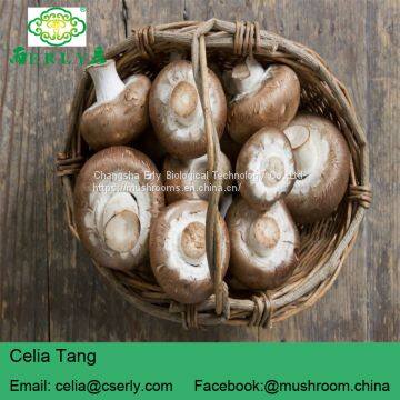 Shiitake Mushroom photo-3