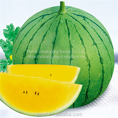 Yellow Lady Yellow Flesh Hybrid Watermelon Seeds Variety