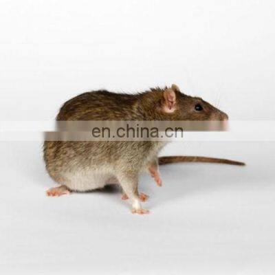 Hot Sale New Product strongly sticky mouse rat traps