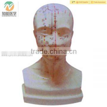 High Quality Standard Size Head Chinese Acupuncture Model