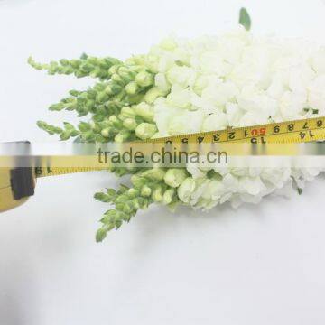 Reasonable Price Hot-sale High Germination Snapdragon Seeds photo-2