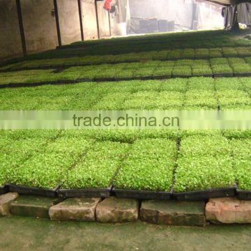 The flowerbeds Seedling plastic dish tray in 144 holes