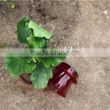 Different Size Wholesale Miniature Plant Pots With Tray photo-6