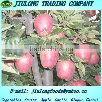 Fresh huaniu apple