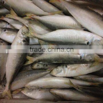 8-10pcs/kg IQF Frozen Round Scad caught by light seine