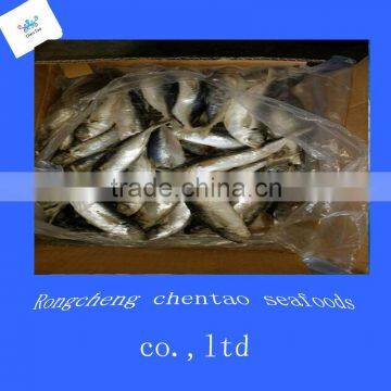 mackerel salmon