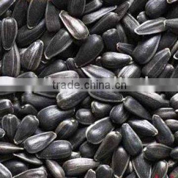 Oil Sunflower Seeds