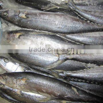 fresh steak mackerel frozen king fish