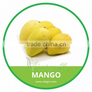 HIGH QUALITY FRESH MANGO /KEO MANGO/ VIETNAMESE FRESH FRUIT