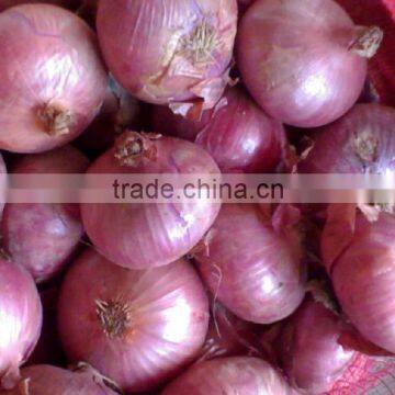 lowest price fresh red onion,fresh red big onion