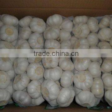 2013 new fresh garlic (low price)