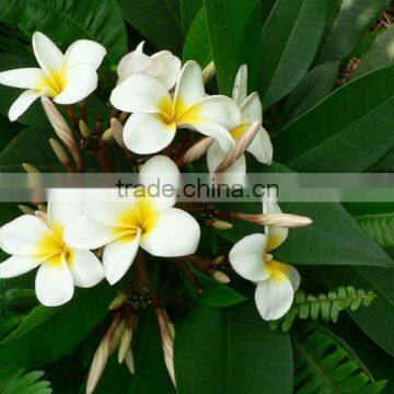 Yellow flower Plumeria rubra