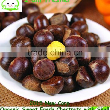 Hot sale top quality raw chestnuts with shell, sweet and easy peeling