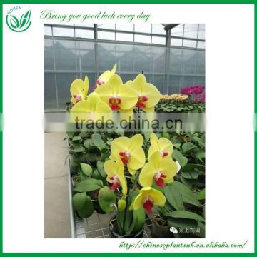 Orchids Plant Nursery