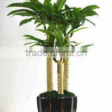 SJ030910 Factory Wholesale Garden Decorative Brazil Wood Plant photo-2