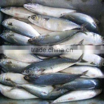 Block Frozen Mackerel Fish