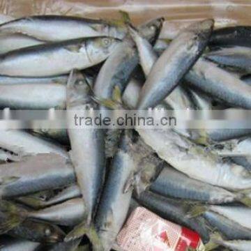Global Sea Foods Mackerel
