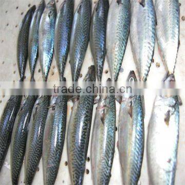 frozen mackerel tin fish