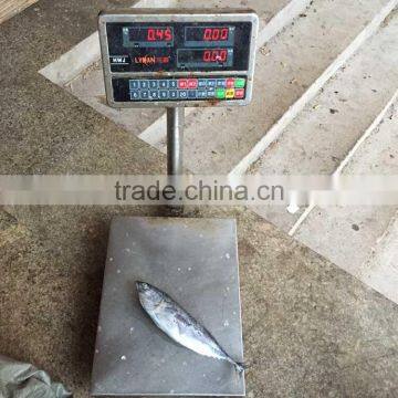 Frozen frigate mackerel frozen frigate tuna fish for sale