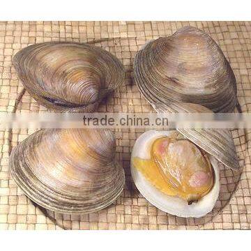 Cherry Stone photo-2