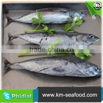 China Manufacturer Fresh Frozen Bonito Fish For Sale photo-6