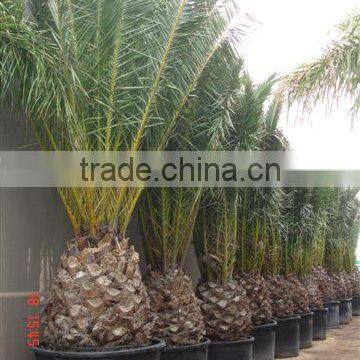 Phoenix Canariensis From 80/100 in 5 Liters Pot photo-5