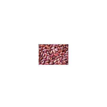Red speckled kidney bean