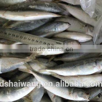 Frozen Horse Mackerel for Sale photo-3