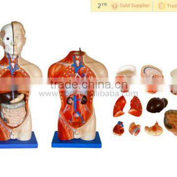 Human Body Anatomical Male Torso Model With Organ photo-2