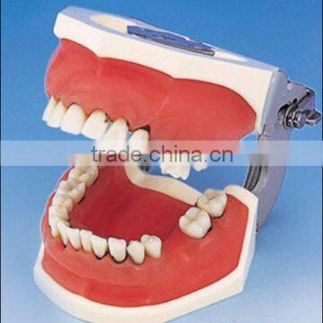 Periodontal Jaw Model for periodontal surgery training