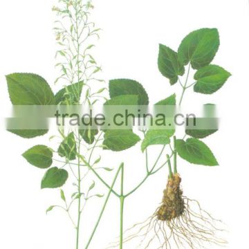 Epimedium Extract Icariin HPLC 10%-98% to cure ED ( erectile dysfunction )