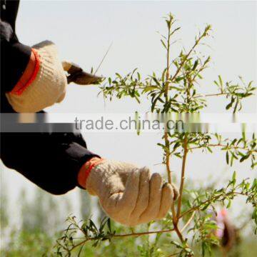 2015's New Crop Fresh and Dried Gojiberry photo-3