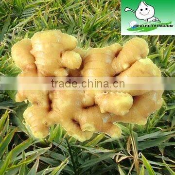 New crop fresh ginger export